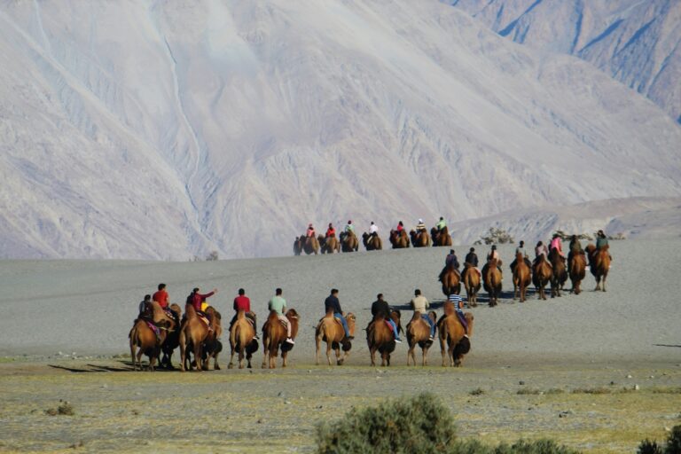 Hunder Sand Dunes in Nubra Valley, featuring a stunning cold desert landscape with golden sands and Bactrian camels, set against the backdrop of rugged Himalayan mountains