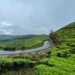 Darjeeling tea gardens