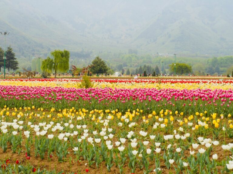 Vibrant tulip garden in full bloom, featuring a stunning array of colorful tulips in various shades of red, yellow, pink, and purple, set against a backdrop of clear blue sky and lush green foliage.