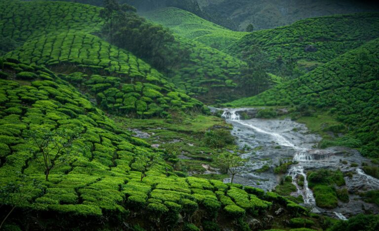 Vast green tea plantation in Munnar, Kerala, with rows of tea plants spread across rolling hills under a clear blue sky.